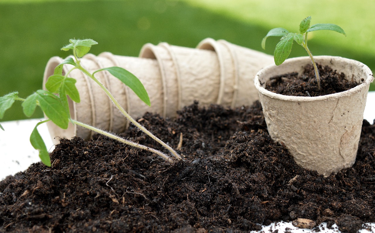 How to Incorporate Sustainable Gardening into City Life?